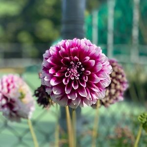 Meet your Posher, Sokchan